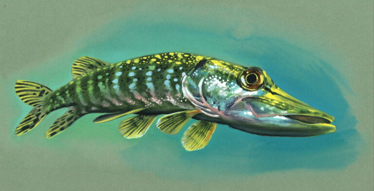 Aquarelle et gouache sur papier teinté