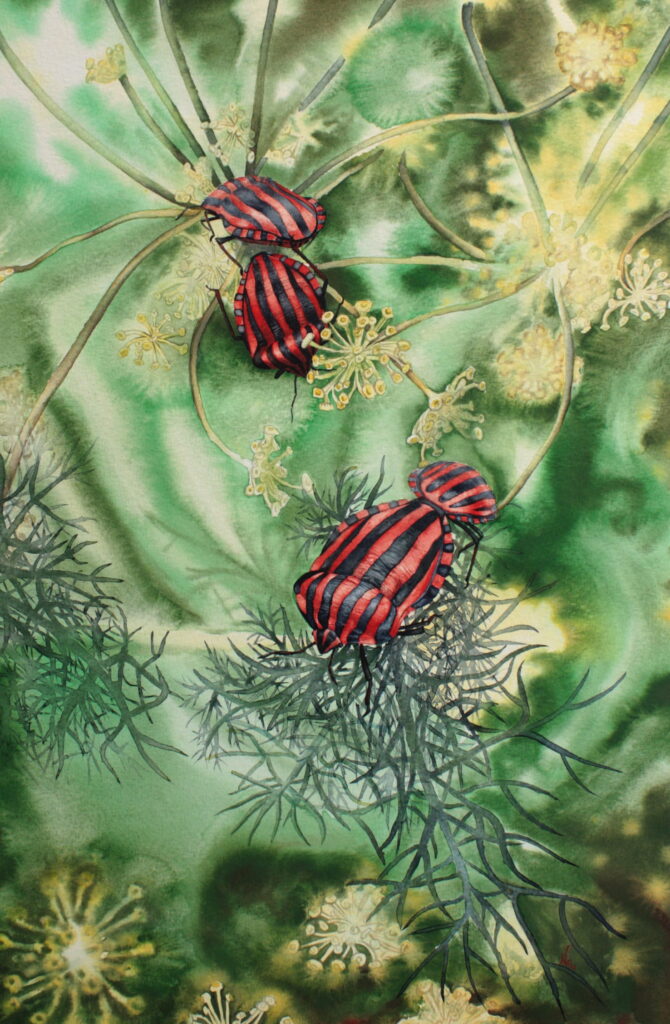 Aquarelle punaise arlequin