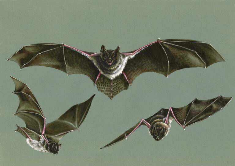 Aquarelle et gouache sur papier teinté