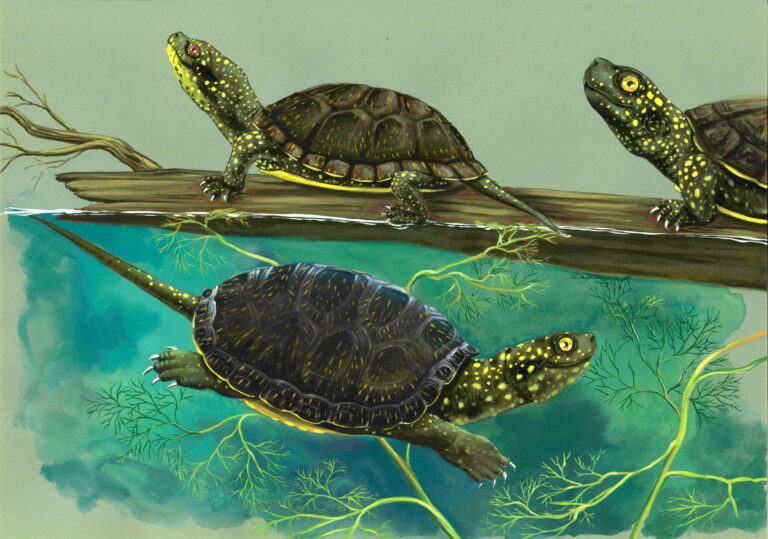 Aquarelle et gouache sur papier teinté