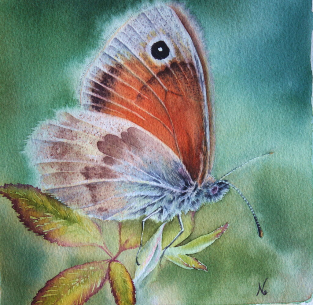 Aquarelle papillon mélitée