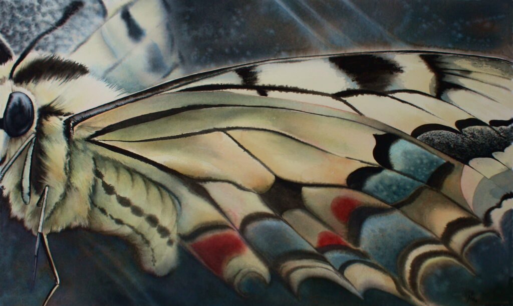 Aquarelle machaon dessin