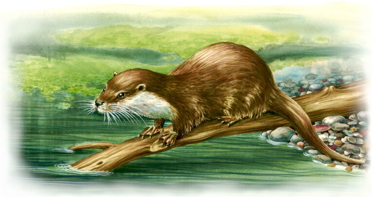 Loutre_branche_flou_min