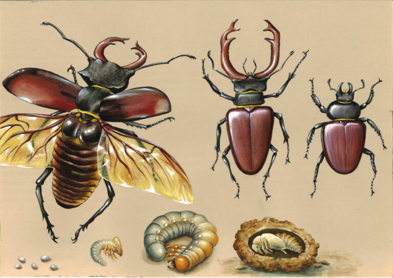 Feutres, aquarelle, gouache sur papier teinté