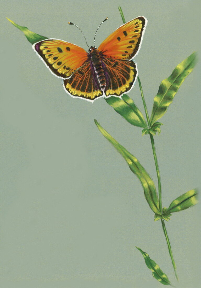 Aquarelle et gouache sur papier teinté