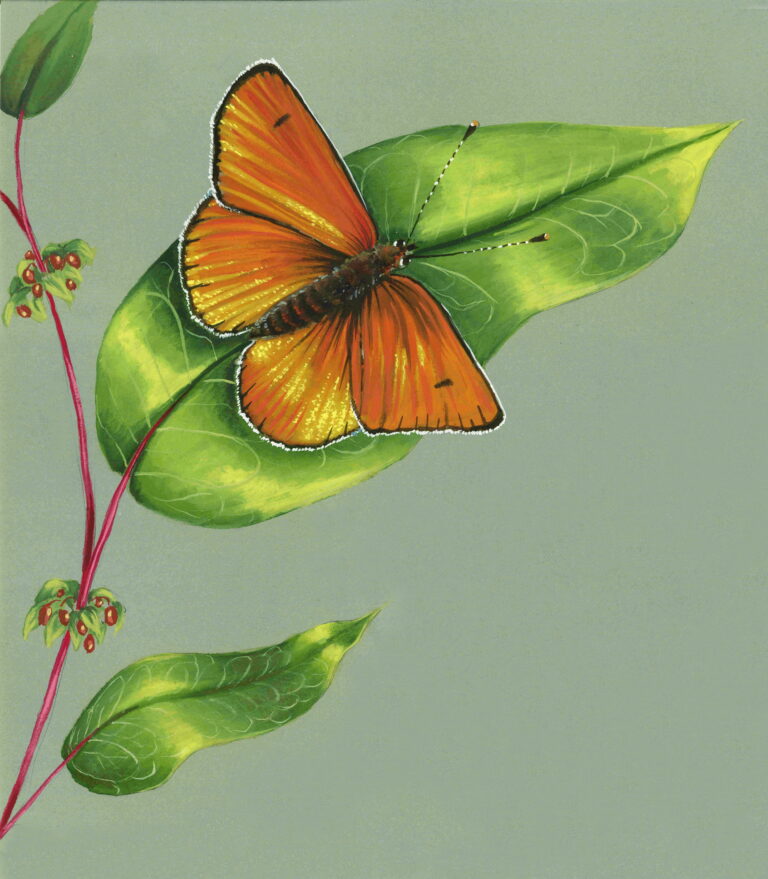 Aquarelle et gouache sur papier teinté