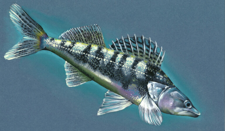 Aquarelle et gouache sur papier teinté